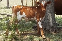 ACC STEER PROSPECT 55/11