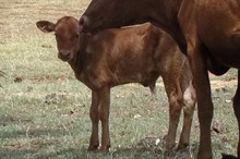 ACC STEER PROSPECT 57/11