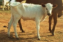 ACC STEER PROSPECT 7/11