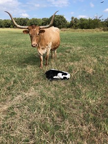 Tombstone/DRL Fear's Luck of the Draw bull20