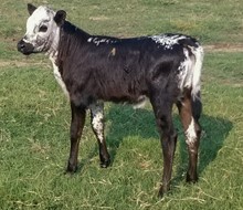 M ARROW ZIPTIE HEIFER CALF