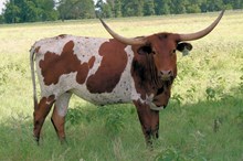 Auze's Kaliko