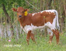 AML TESSA’S ACE X BL KALI TUFF