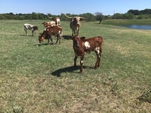 Mocha 8 3/1