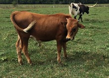 BULL CALF 4