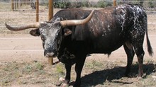 BCC RED SAMSON