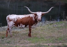 LLL Gunsmoke Belle