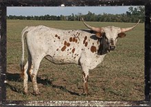 BIG DIXIE