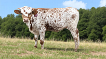Bull Calf HUBBELLS BUCKSHOT x Dunn Del Rio Fine