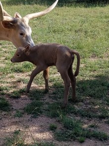 BLESSING BULL