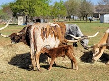 STEER 4/22