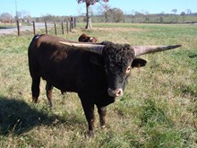 BP Buffalo Bill