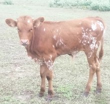 BULL CALF 1*