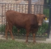 BULL CALF 2