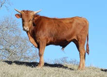 BULL 484