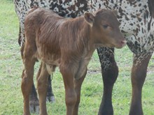 LLL Gunman's Misty bull calf