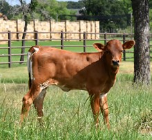 Master x Baby Doll Heifer Calf