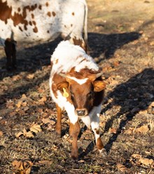 Barbara Heifer Calf 2