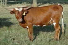 BELLE  LEIGH