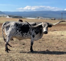 BIG SKY PAIUTE 60