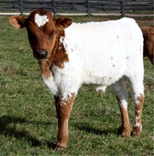 Lazy J's Billie 06 Bull