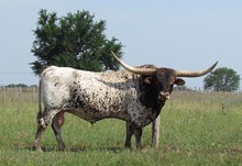 TX W BLITZKRIEG