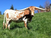 BOLERO'S GRACIE