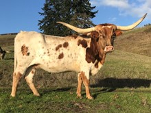 BOLERO'S BEULAH