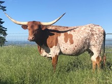 Bolero's Latina