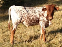 Twisted Sister's 2015 bull