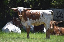 Brazos Addie 128/23