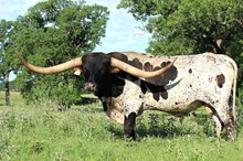 Brazos Bandit 34/21