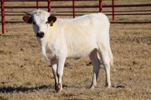 Brazos Diamond 41/20