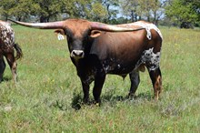 Brazos Extreme 11/22
