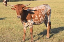 Brazos Fiona 946