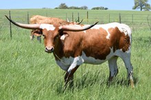 Brazos Mary Ann 56/23