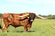 Brazos Notorious 39/21