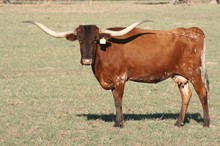 BRAZOS RED 029/3