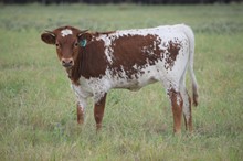 Brazos Echo Cutie 920