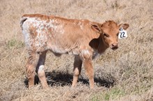 Brazos Carrie 22/25