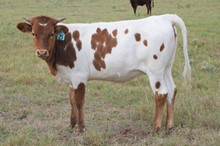 Brazos Olivia 925