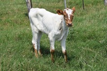 Brazos Country Girl 944