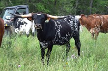 Brazos Rosie 36/22