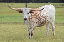 Brazos Speckled Maid 860