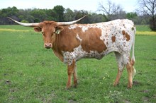 Brazos Tara 8/22
