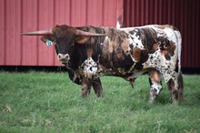 Brazos Taurus 22/24