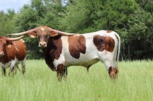 Brazos Thunder 53/23