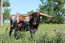 Brazos Zoey 47/21