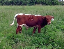 Bull 18/14