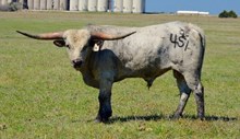 451 BLUE CALIBER X  SITTIN OUT